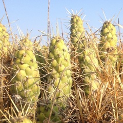 Austrocylindropuntia subulata