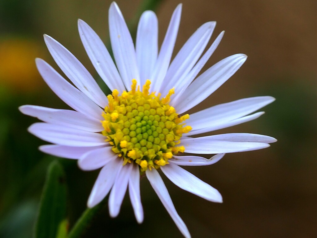 Aster shimadae; photograph author not stated, no rights reserved