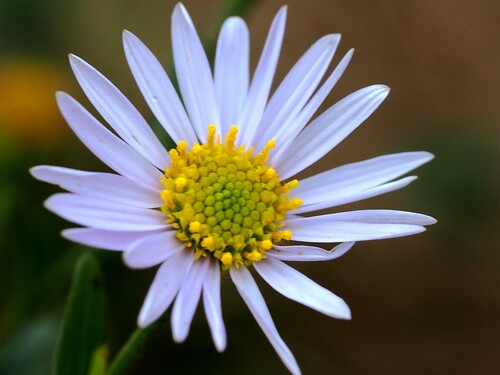 Aster shimadae