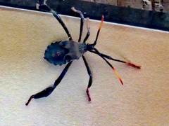 Acanthocephala thomasi