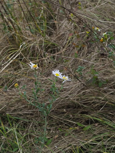 Aster shimadae, photograph 1