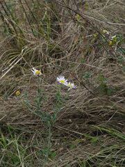 author not stated, no rights reserved Aster shimadae, photograph author not stated, no rights reserved