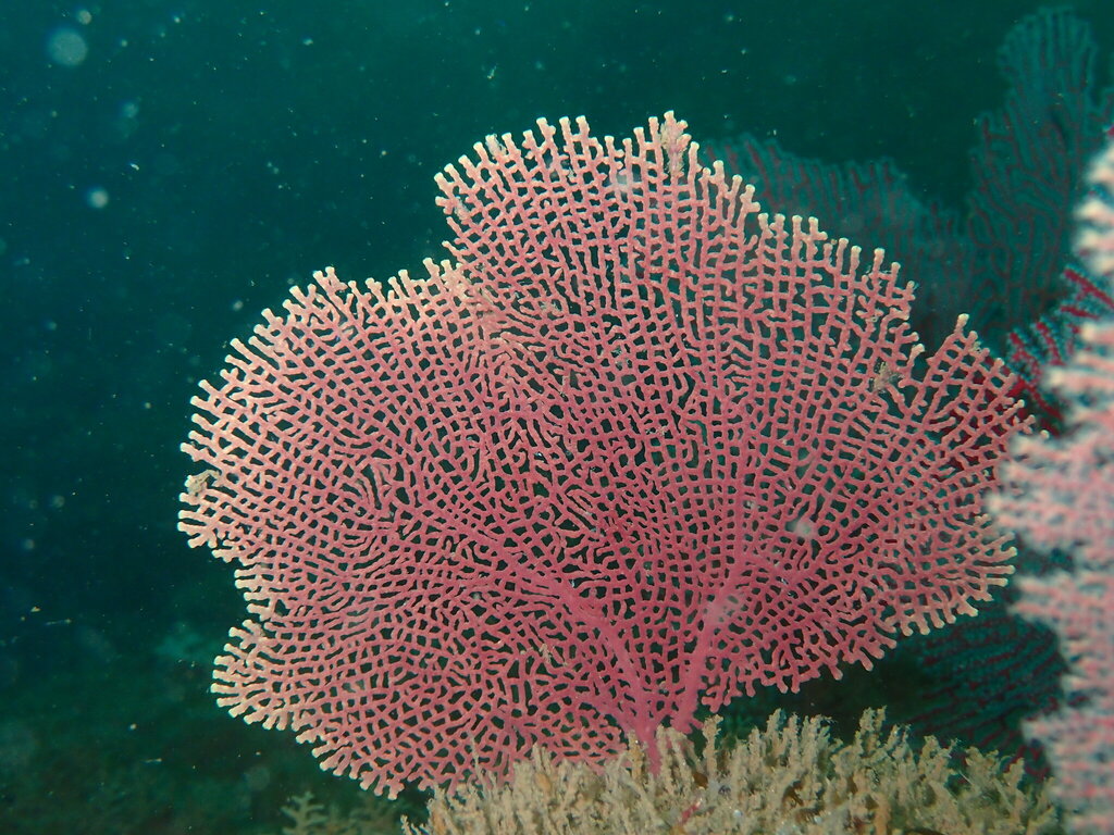 Pacifigorgia irene