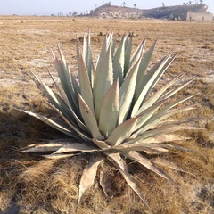 Agave applanata