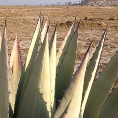 Agave applanata