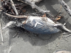 Eudyptula minor albosignata