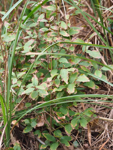 Oriental Spicebush (Lindera glauca)