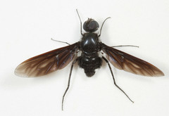 Anthrax aterrimus