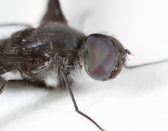 Anthrax aterrimus