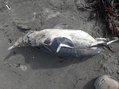 Eudyptula minor albosignata