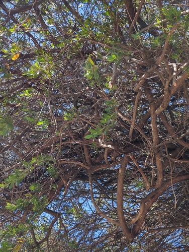 Conocarpus erectus observed 2026-02-25