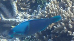 カワリブダイ