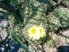 Coryphantha delicata