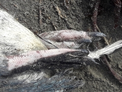 Eudyptula minor albosignata