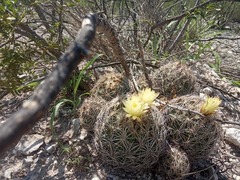 Coryphantha delicata