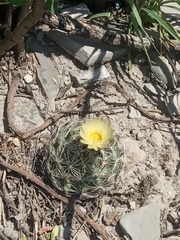 Coryphantha delicata