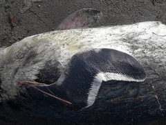 Eudyptula minor albosignata