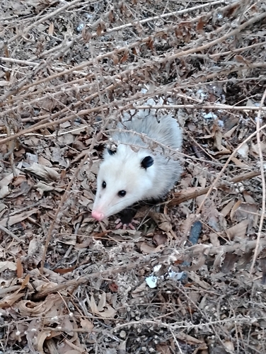 Opossum