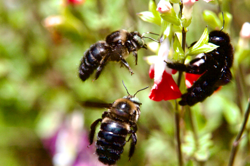 Photo of Green-tailed Carpenter (Xylocopa viridigastra)