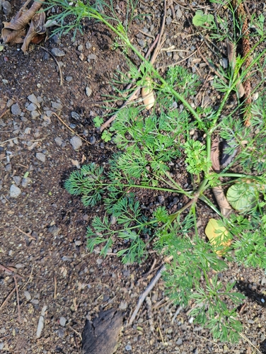 Cyclospermum leptophyllum observed 2026-02-25