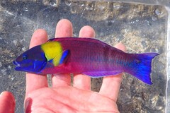 Cortez Rainbow Wrasse