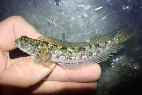 Vieroog-rotsspringer (Dialommus macrocephalus) — Labrisomidae — 2