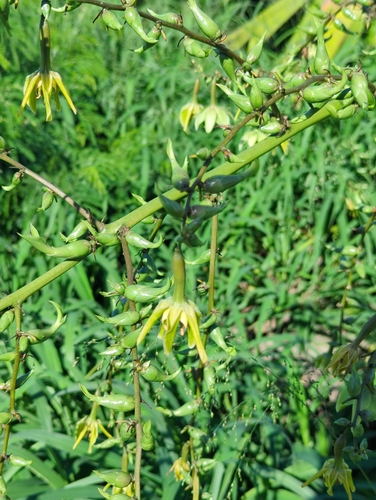 Furcraea foetida observed 2026-02-25