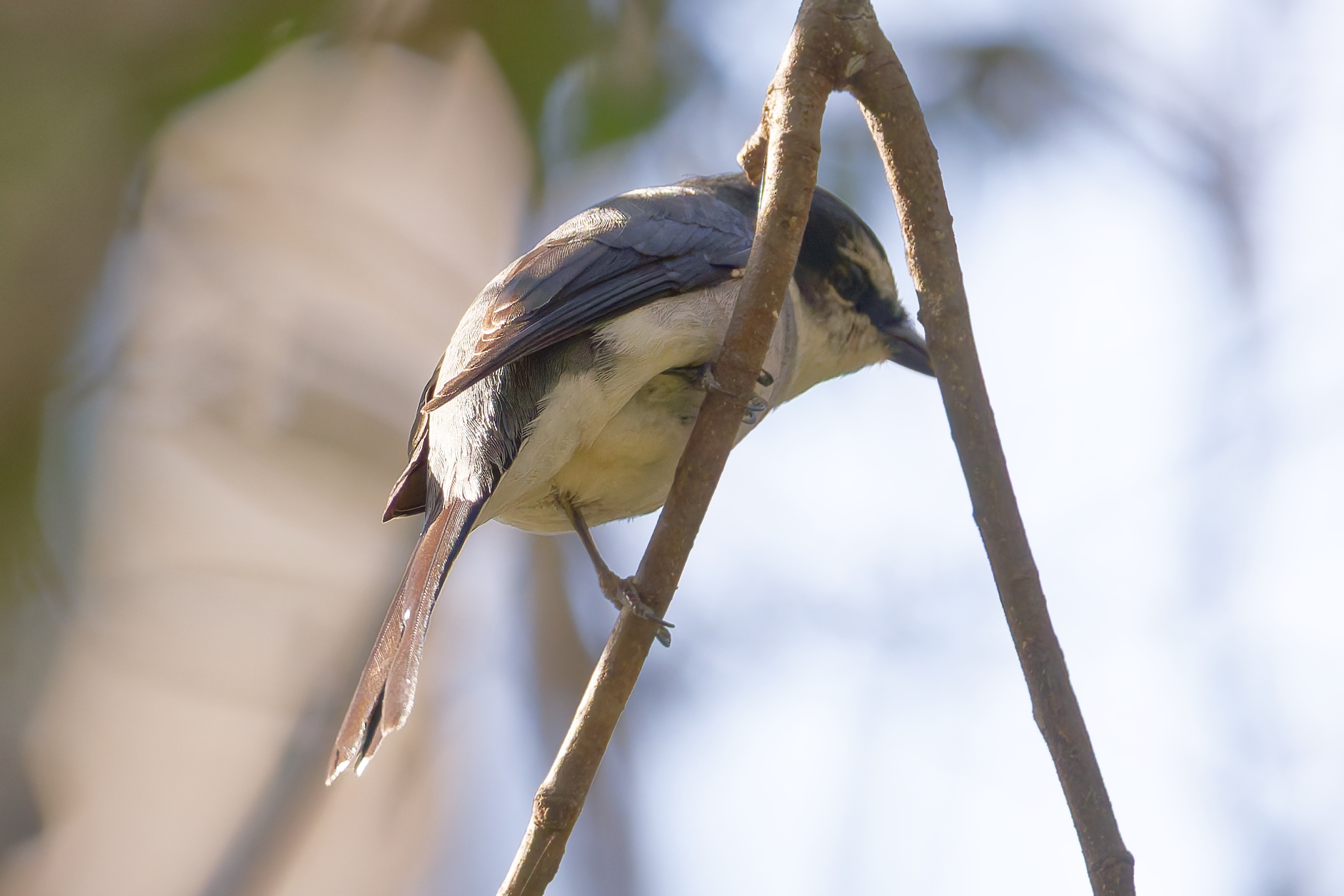 Ryukyu Minivet (Pericrocotus tegimae), photo 6