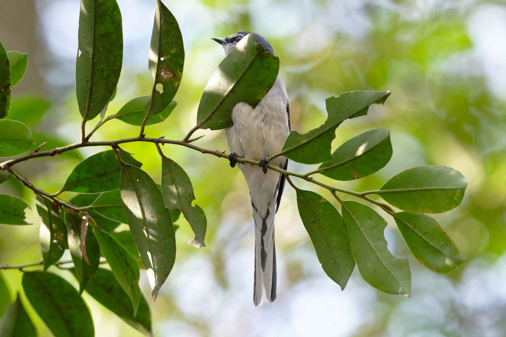 Ryukyu Minivet (Pericrocotus tegimae), photo 4
