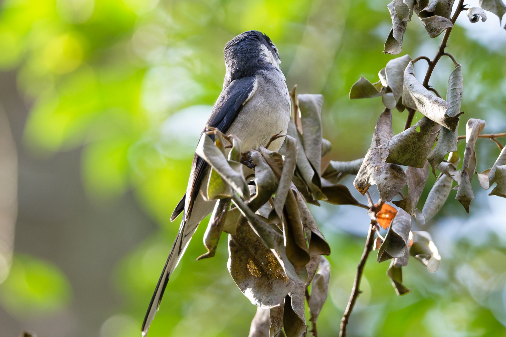 Ryukyu Minivet (Pericrocotus tegimae), photo 5
