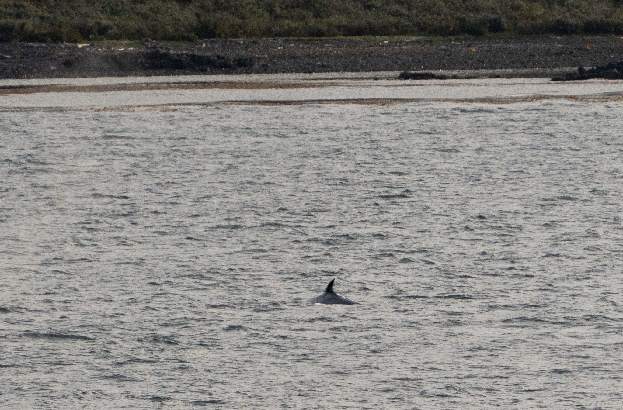 Balaenoptera borealis