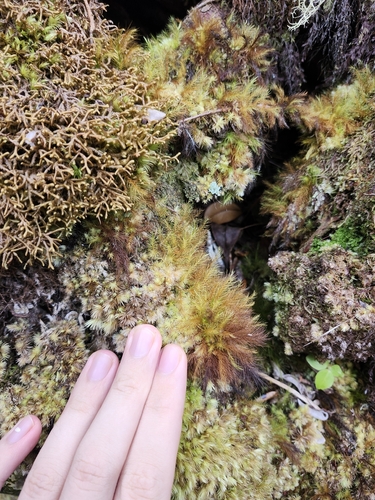 Pyrrhobryum pungens observed 2025-10-05