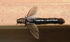 Atractocerus brasiliensis