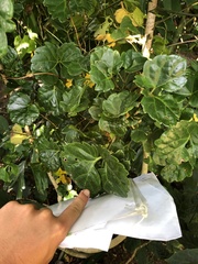 Polyscias scutellaria