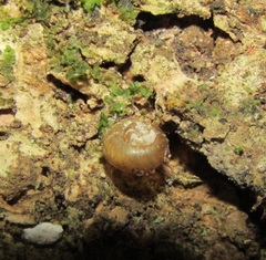Flammulina