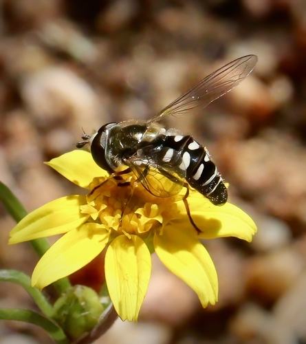Unknown species found near San Diego County, CA, USA