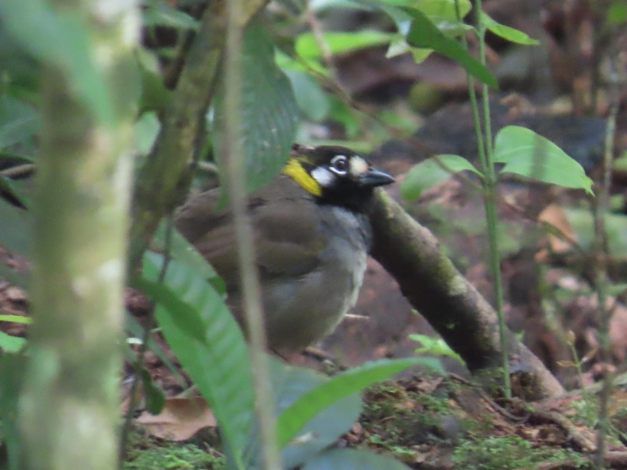 White-eared Ground Sparrow (Melozone leucotis), photo 3