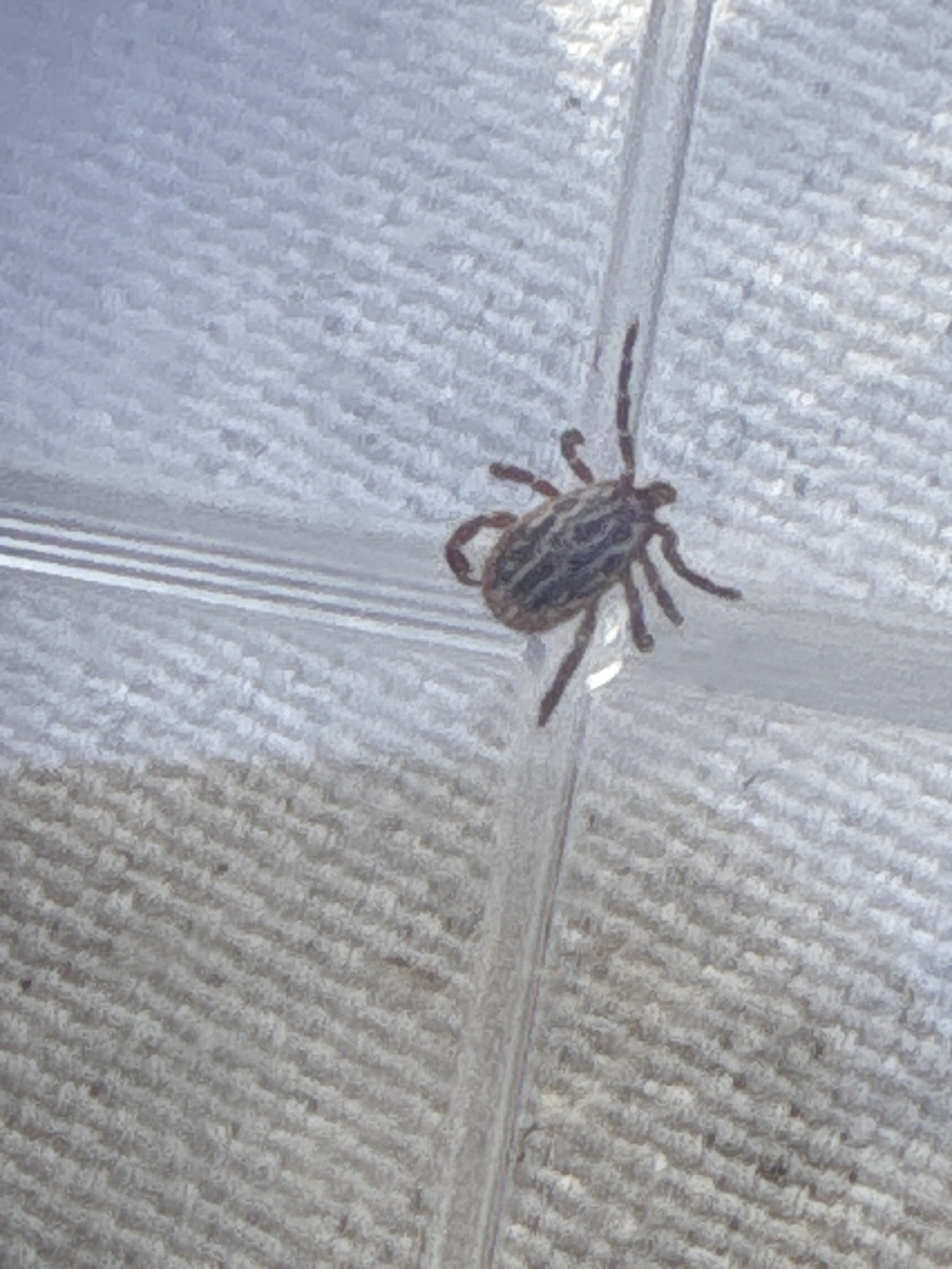 Amblyomma maculatum Koch, 1844