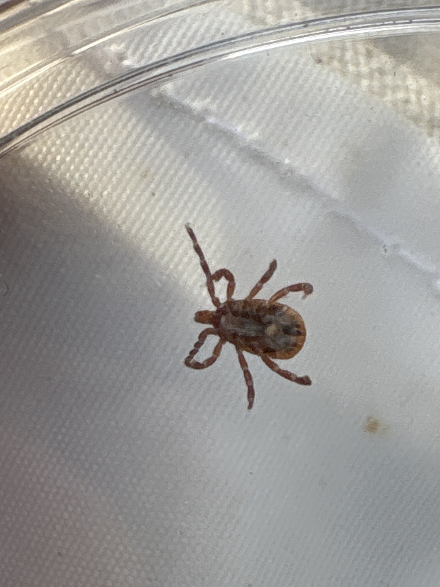Amblyomma maculatum Koch, 1844