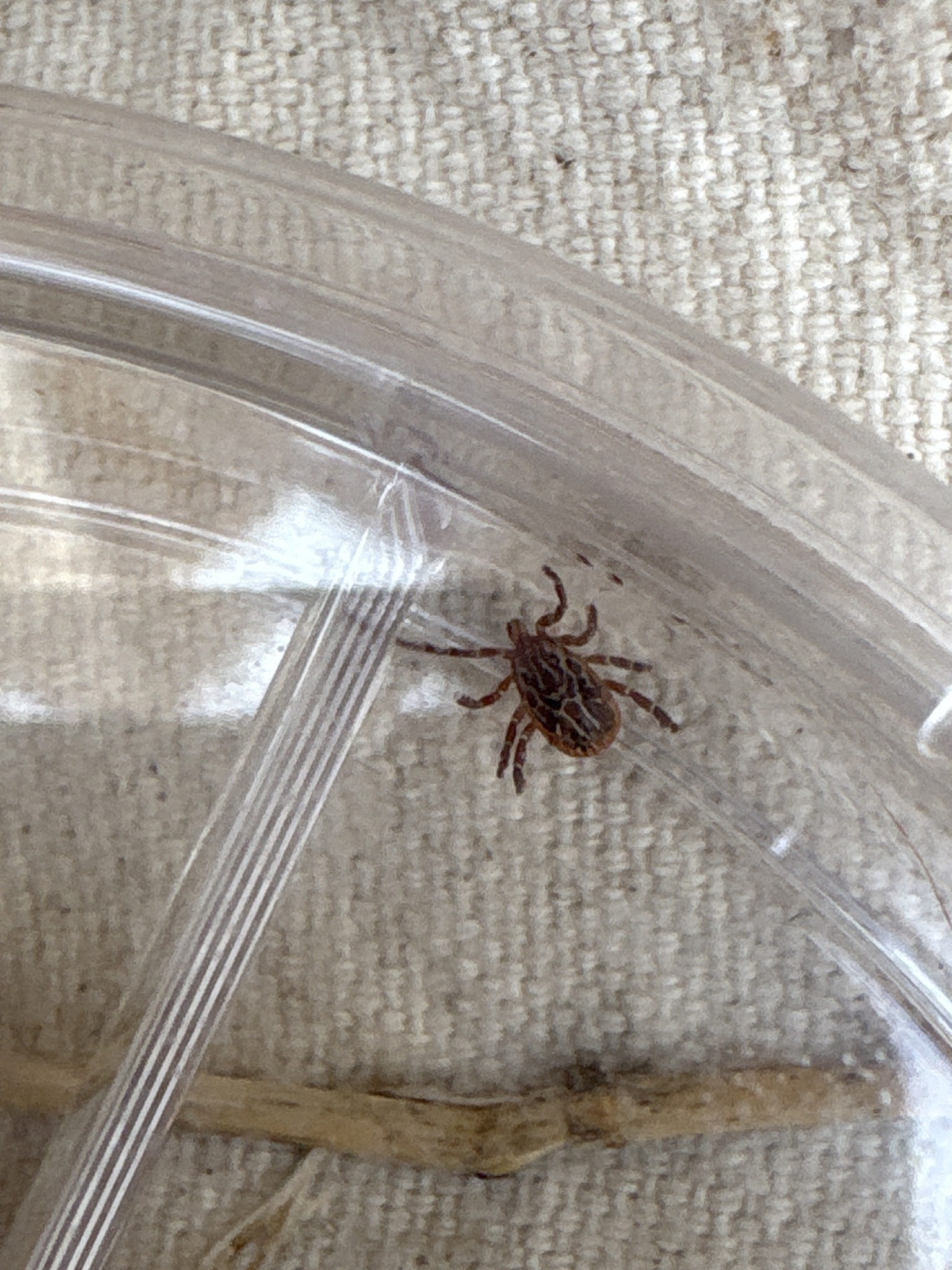 Amblyomma maculatum Koch, 1844