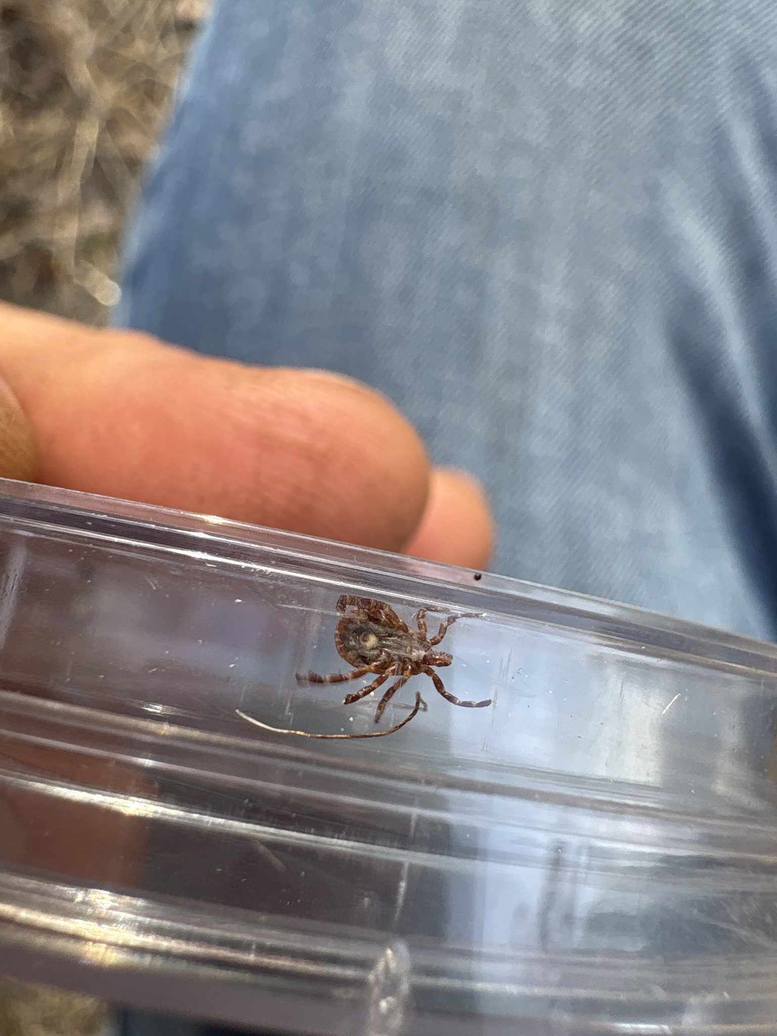 Amblyomma maculatum Koch, 1844
