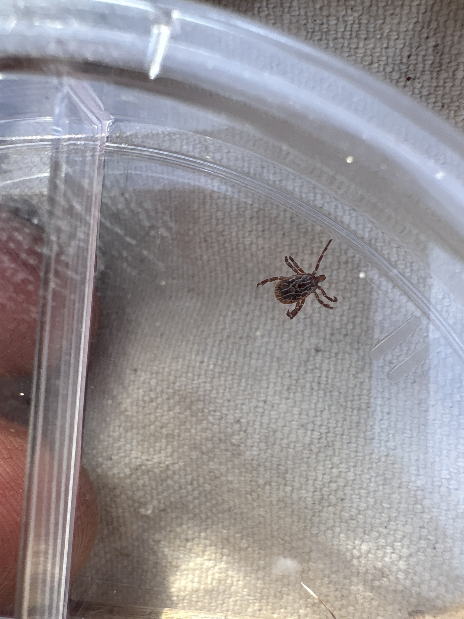 Amblyomma maculatum Koch, 1844