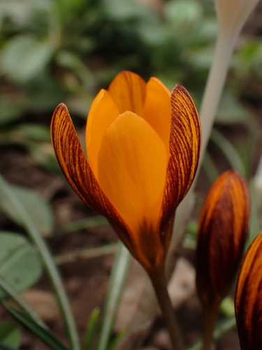 Olivier's crocus (Crocus olivieri)
