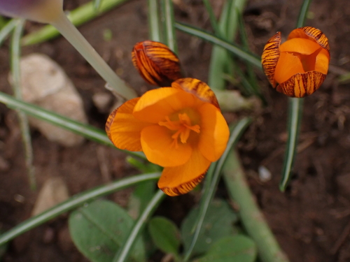 Crocus balansae, photograph 3