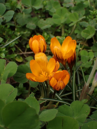 Crocus balansae, photograph 1