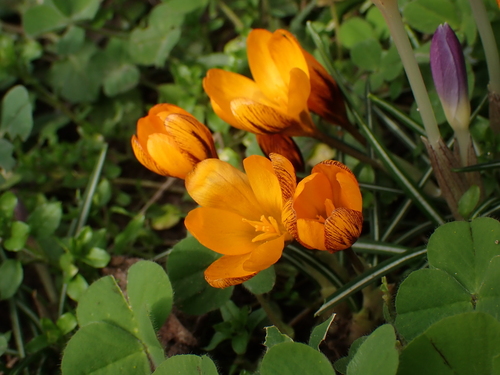 Crocus balansae, photograph 2