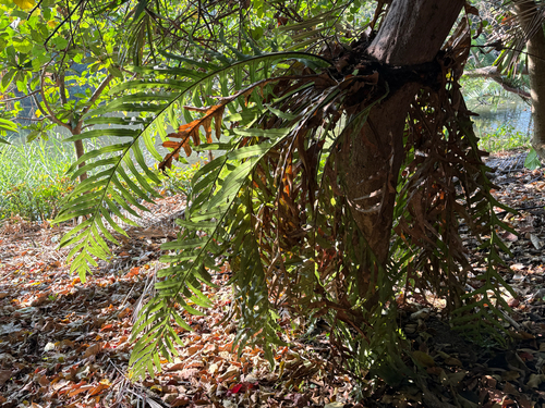 Rock-ginger Fern (Drynaria coronans)