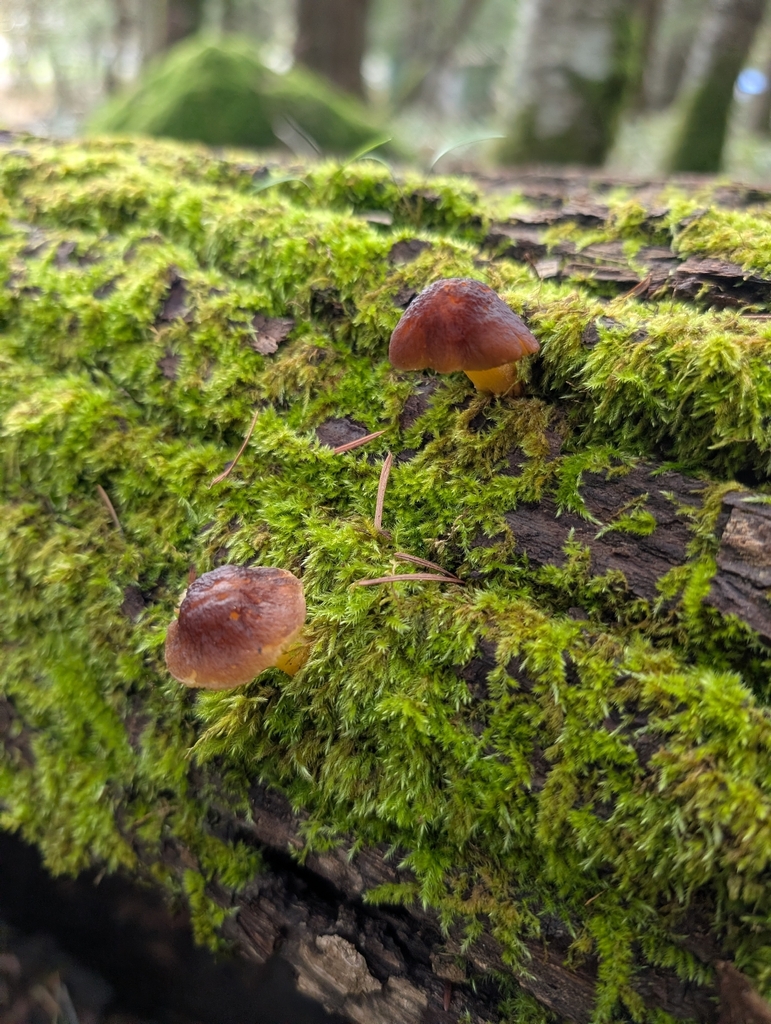 Pluteus romellii · February 2026 · photo: © simonele (iNaturalist, cc-by)