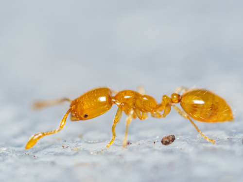 Solenopsis zeteki