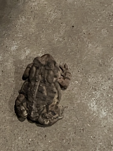 Fowler's Toad observed by jjobrower